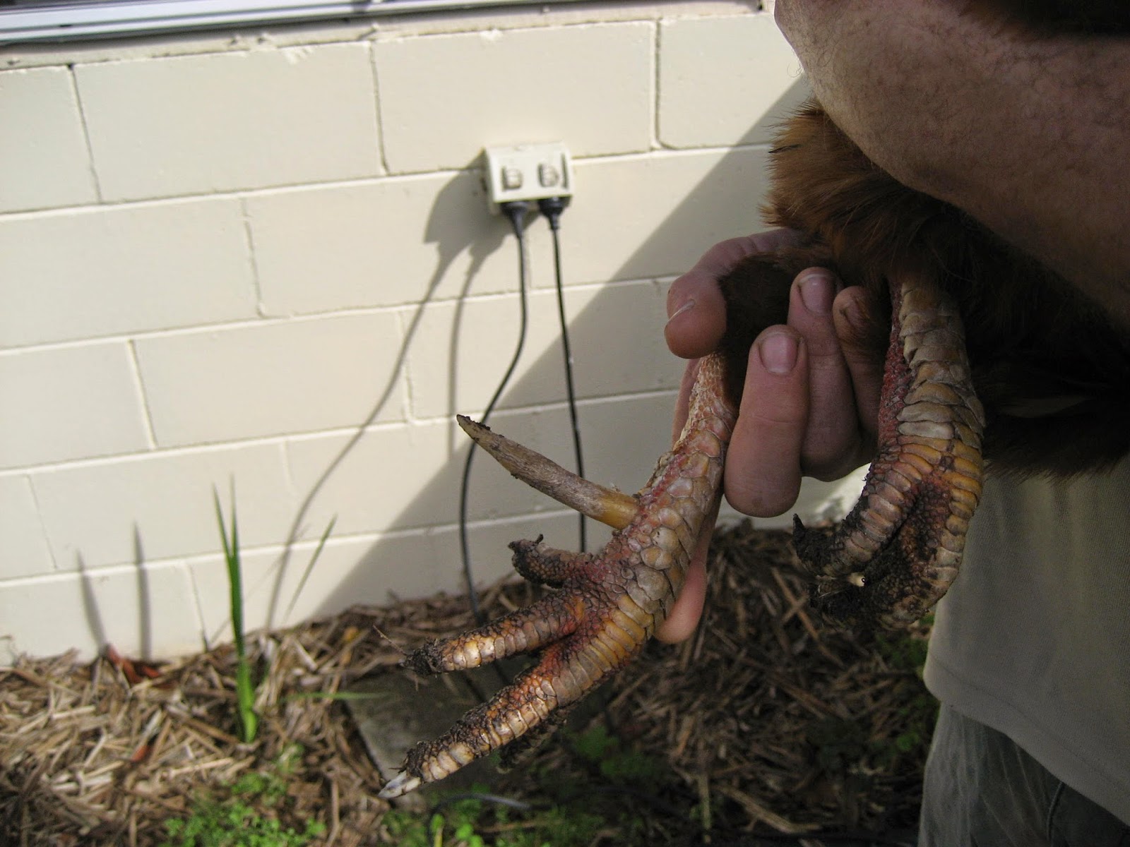 Life at Arbordale Farm Trimming Rooster Spurs